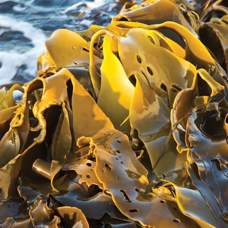 Giant kelp