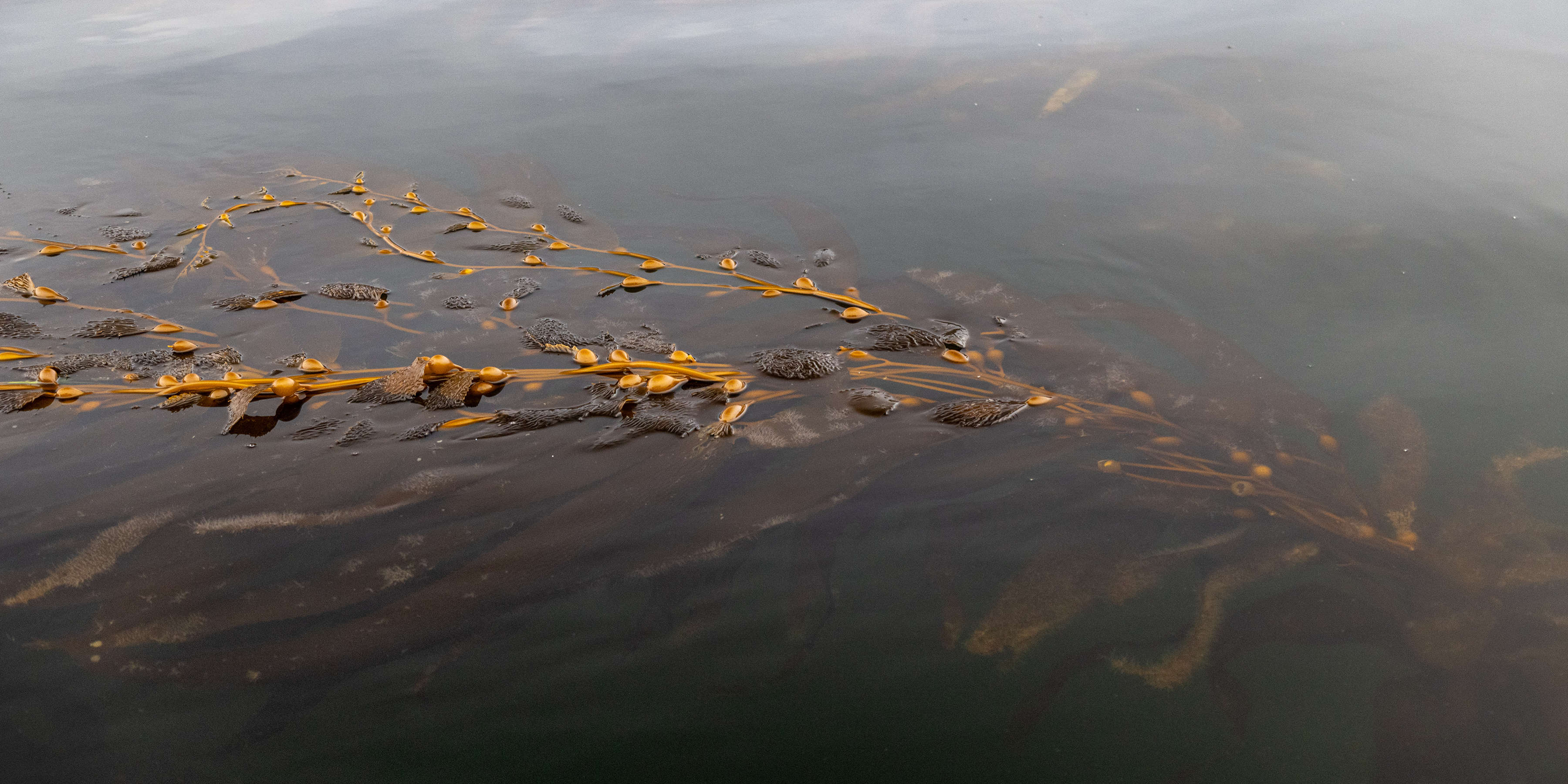 Giant kelp near Blackmans Bay. Photo: Peter Mathew / TasWater.