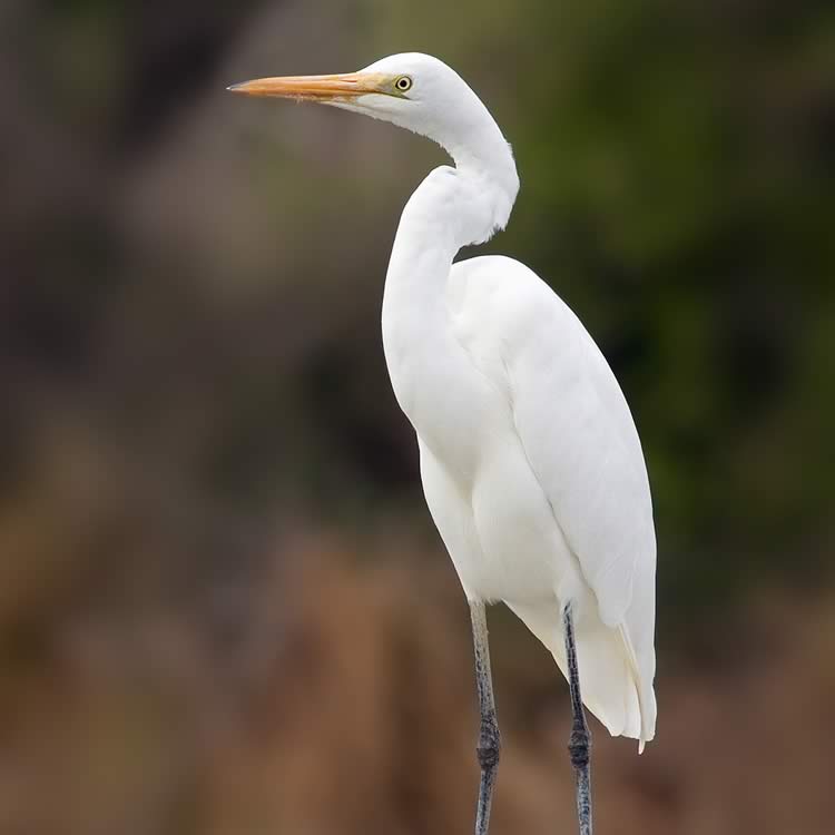 Great egret