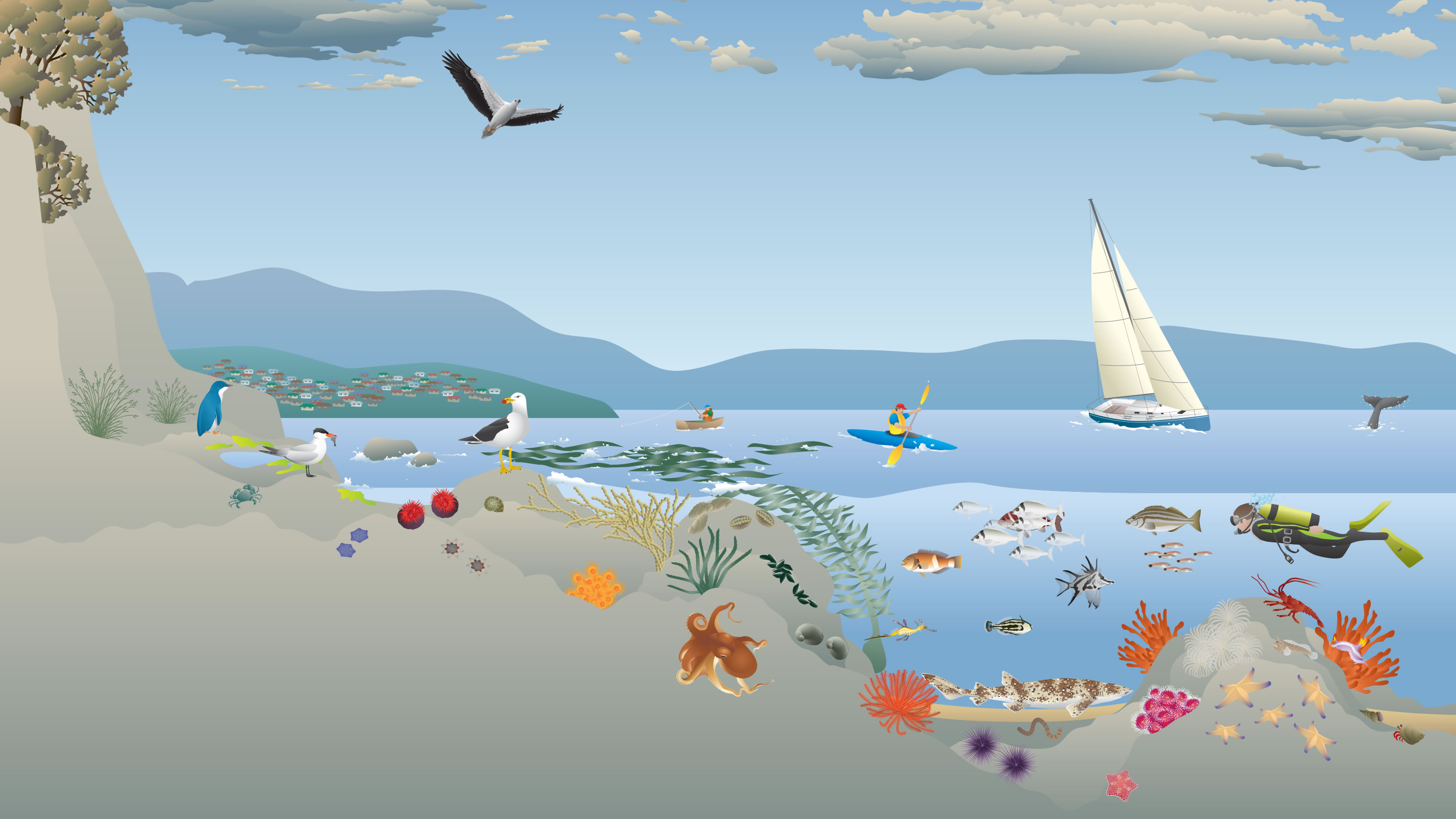 Rocky reefs, kelp beds and inter-tidal zone habitat diagram