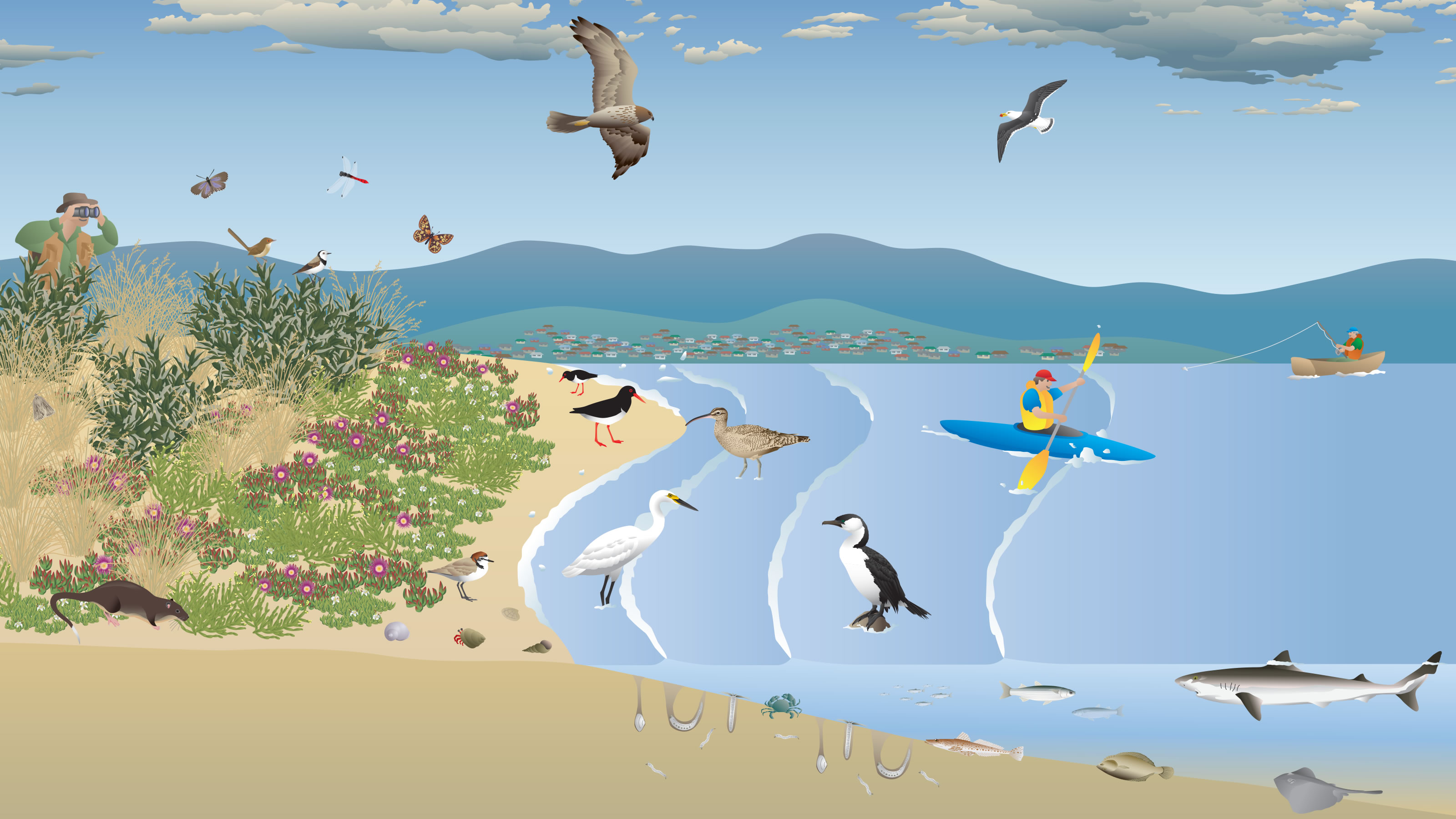 Saltmarsh and tidal flats habitat diagram