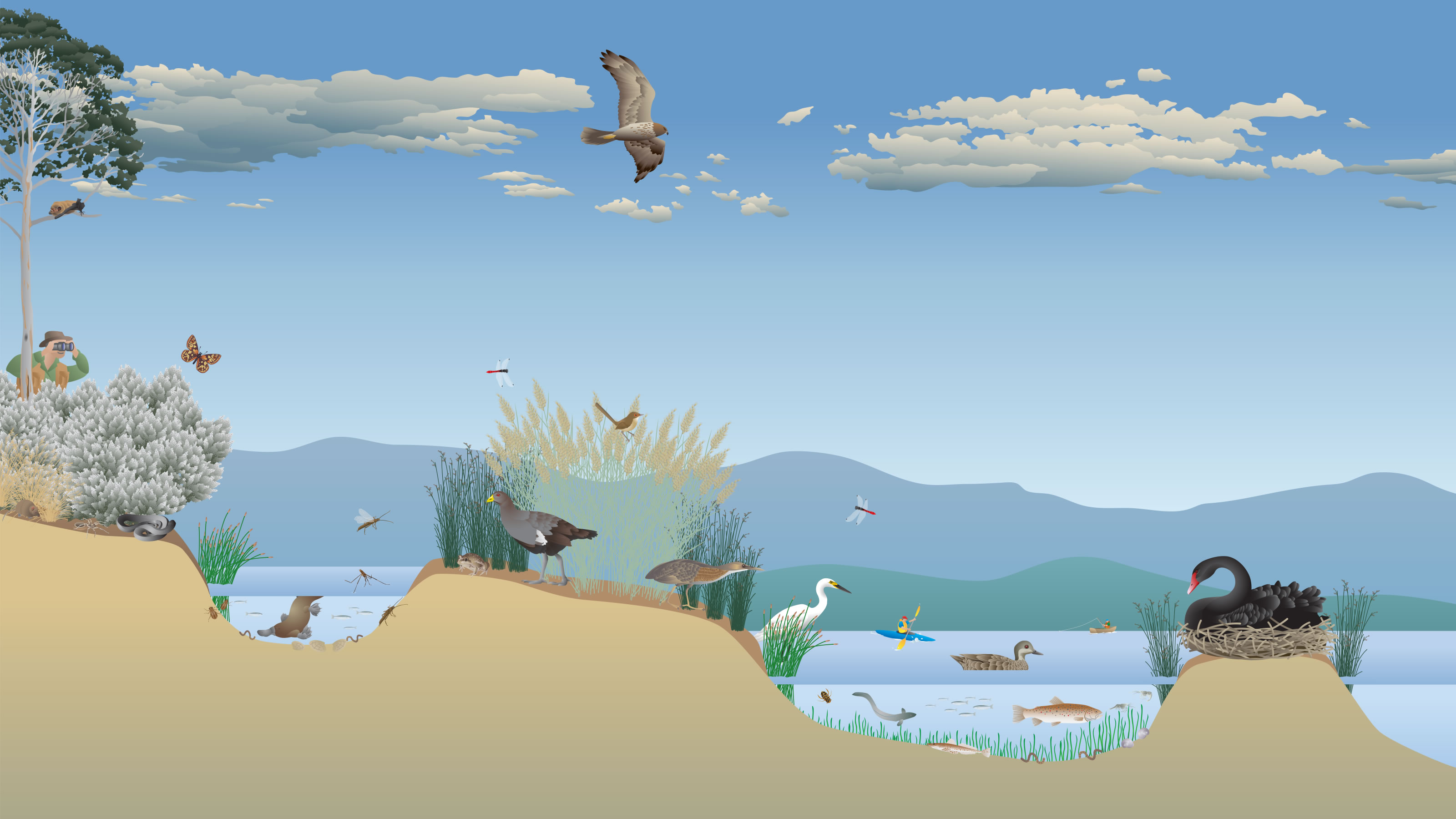 Tidal wetlands and macrophytes beds habitat diagram