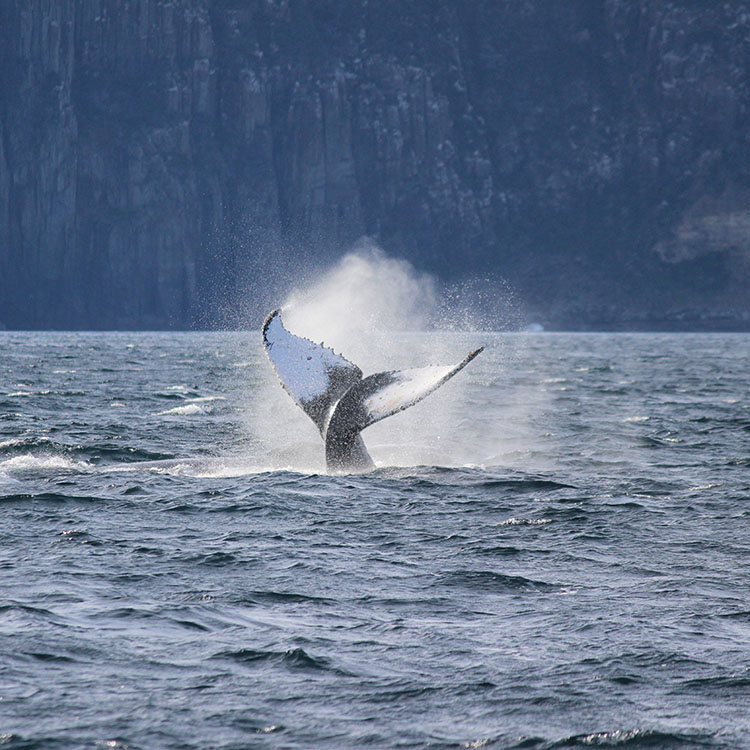 A large whale tail breaches the water (Image: Drew Griffiths)