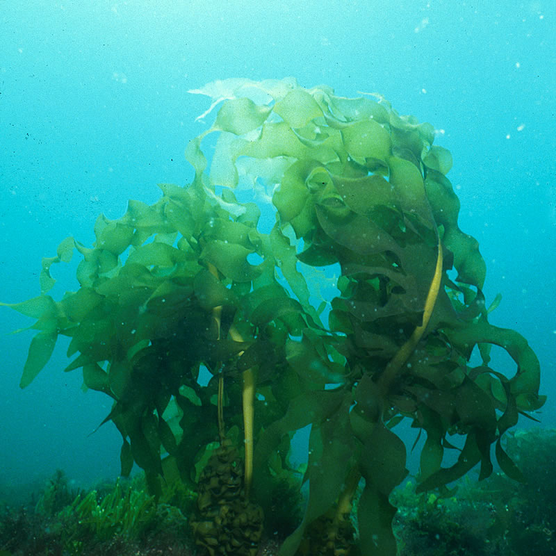 Japanese seaweed