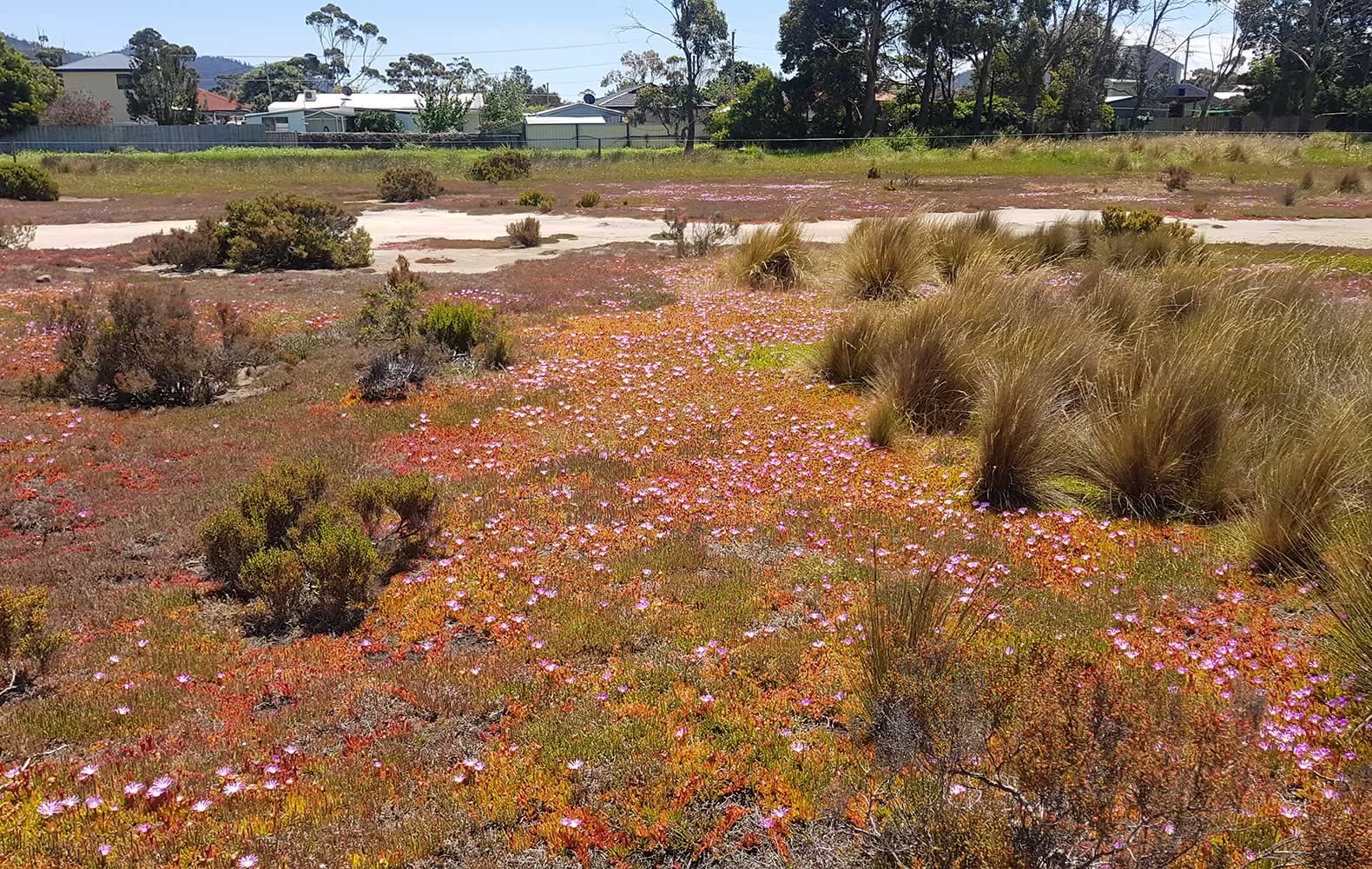 Lauderdale Racecourse Flat. Photo: Derwent Estuary Program.