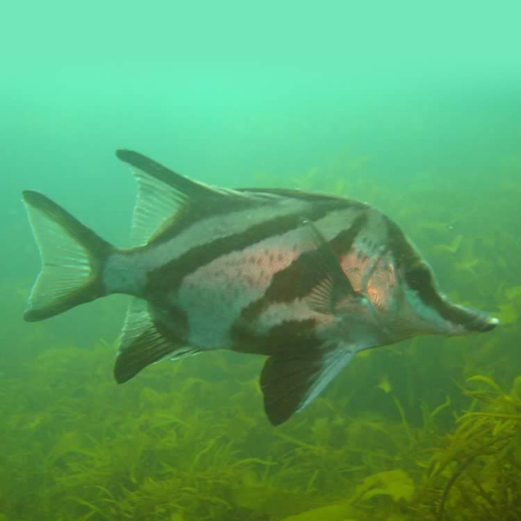 Long-snouted boarfish