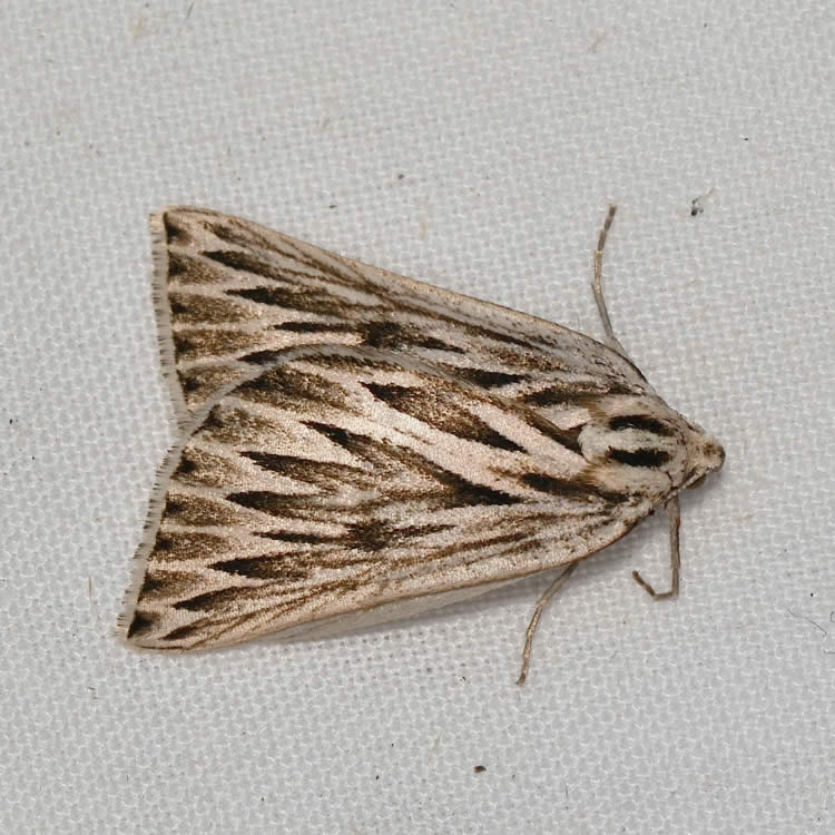 Looper Moth