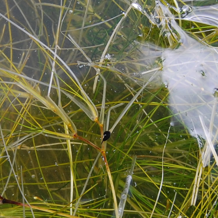 Macrophytes