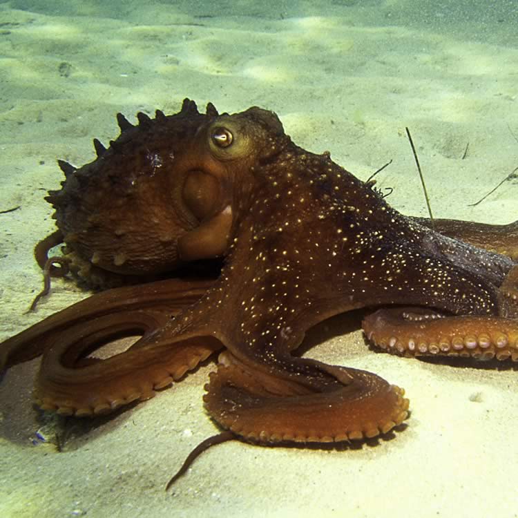 Maori octopus