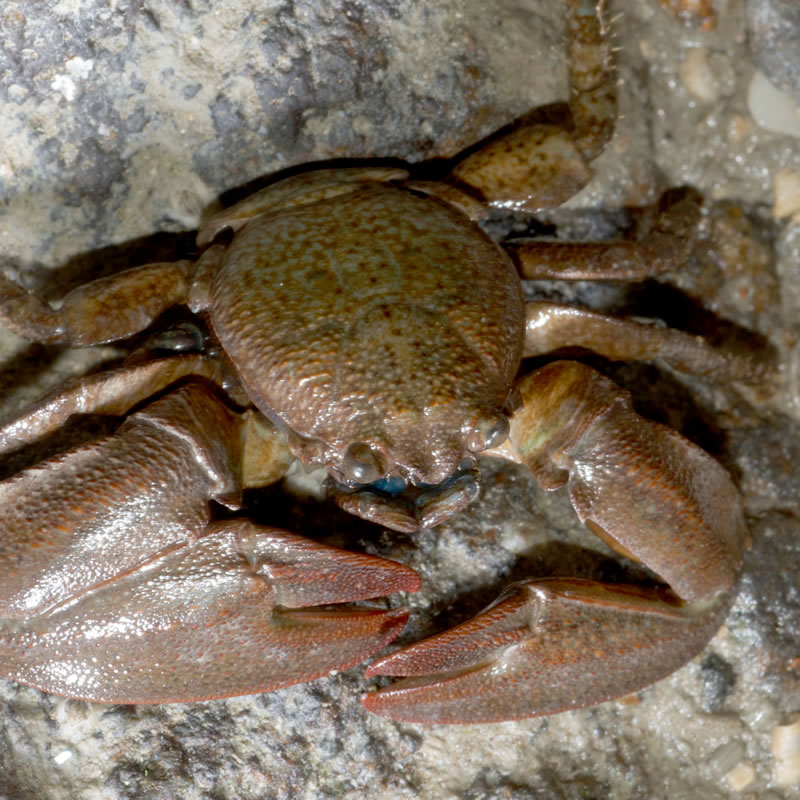 New Zealand half crab