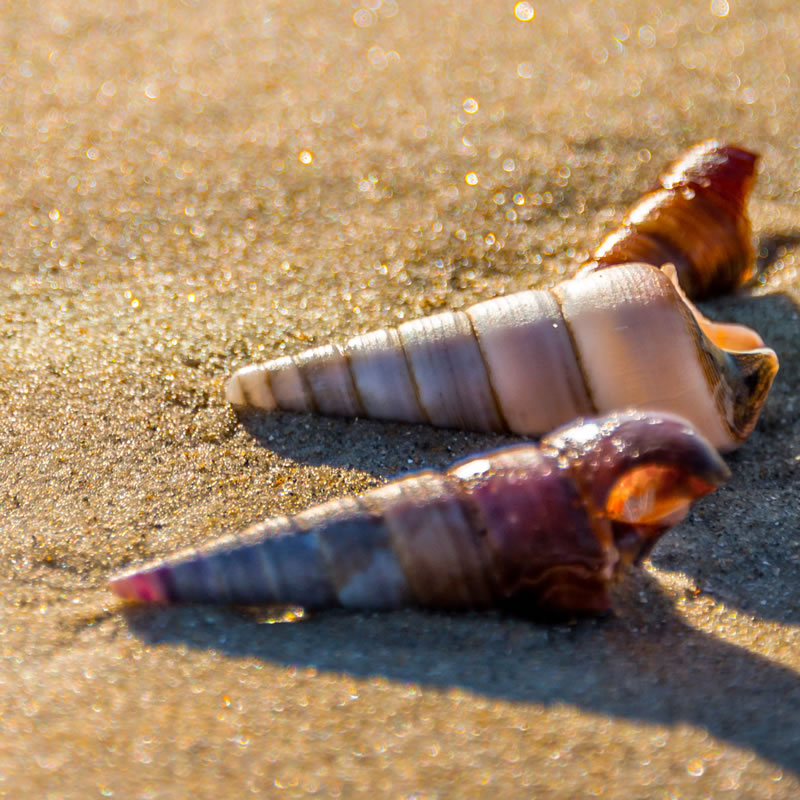 New Zealand screw shell