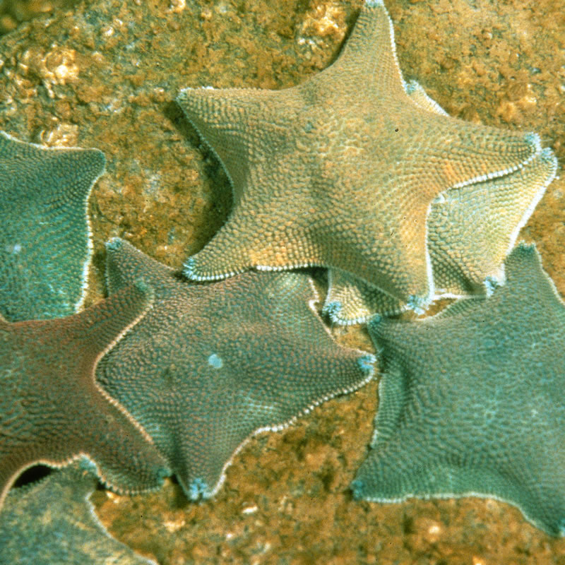 New Zealand seastar