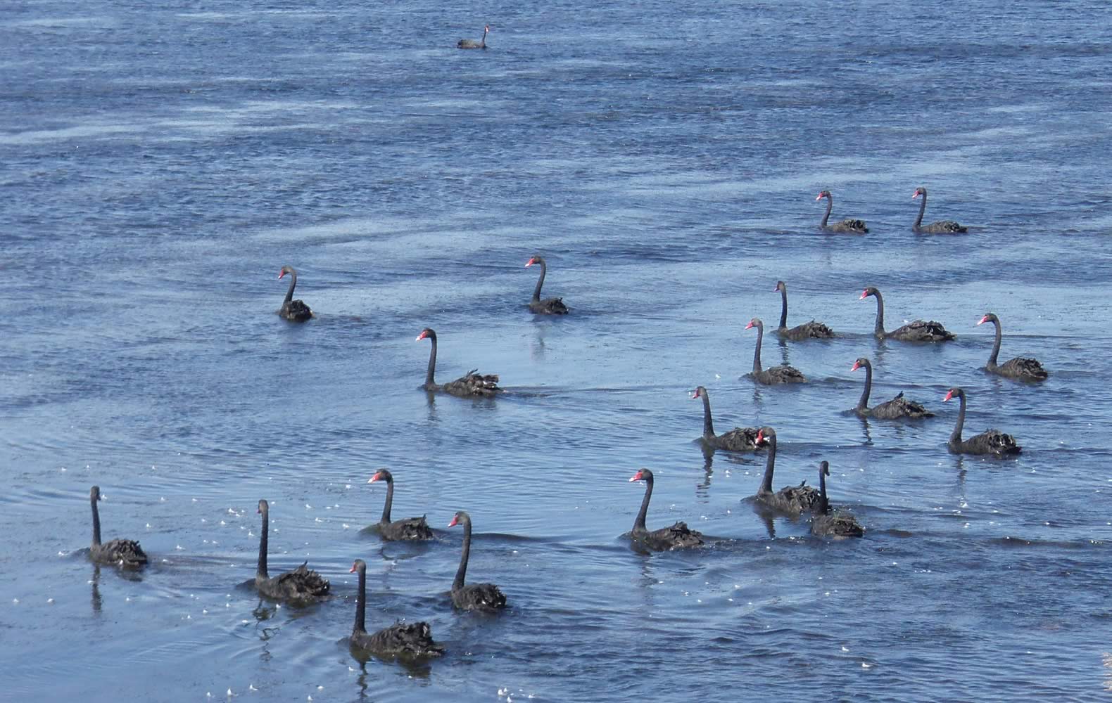 Black swans. Photo: Derwent Estuary Program.