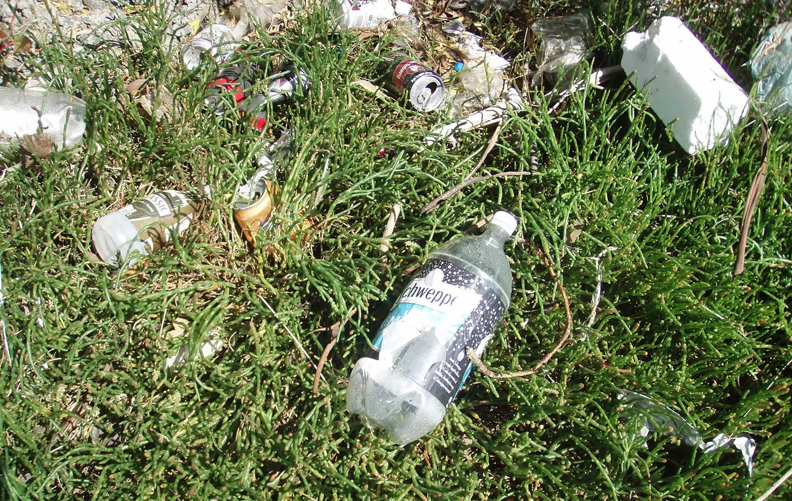 Litter at Prince of Wales Bay. Photo: Derwent Estuary Program.