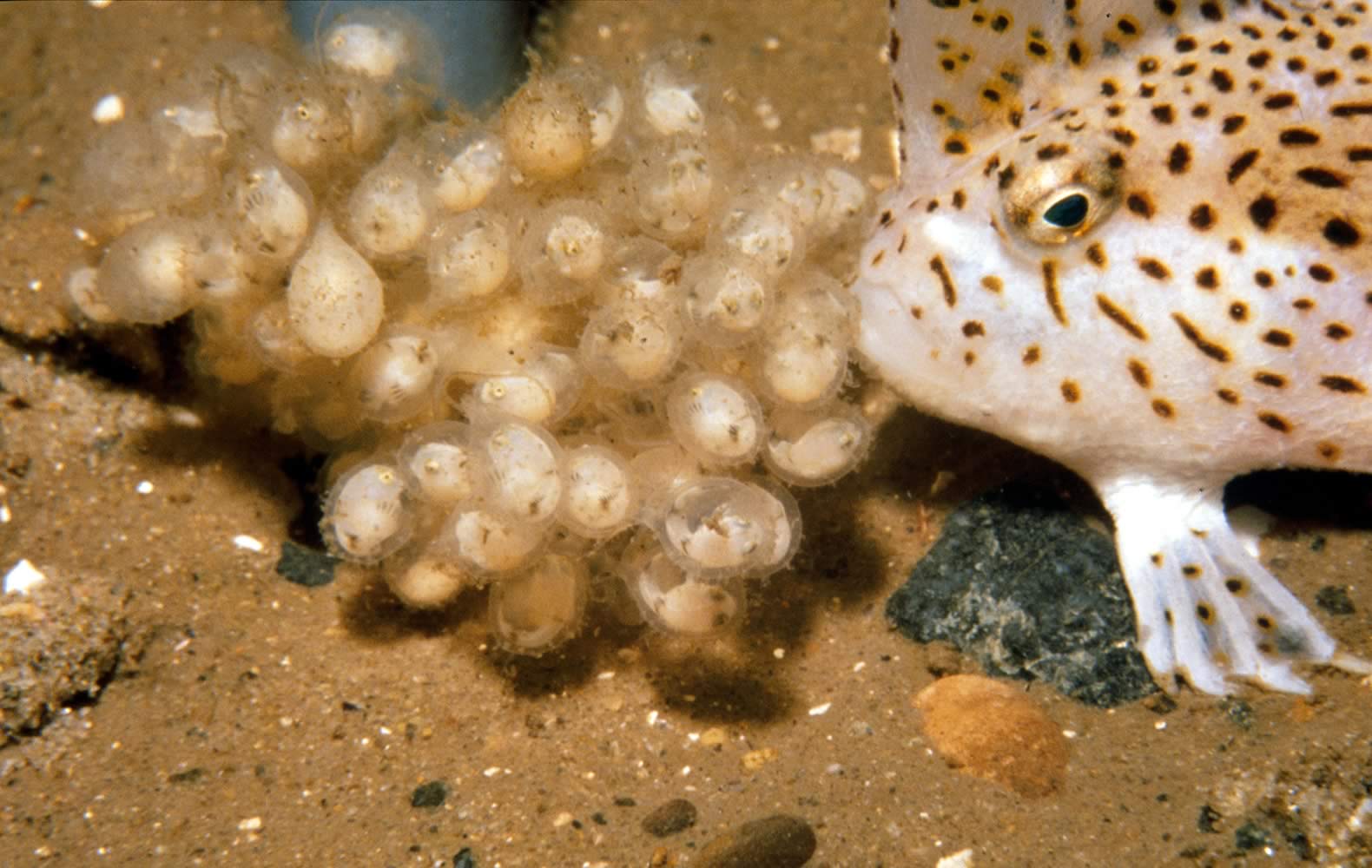 Female spotted handfish. Photo: Mark Green, CSIRO Marine Research.