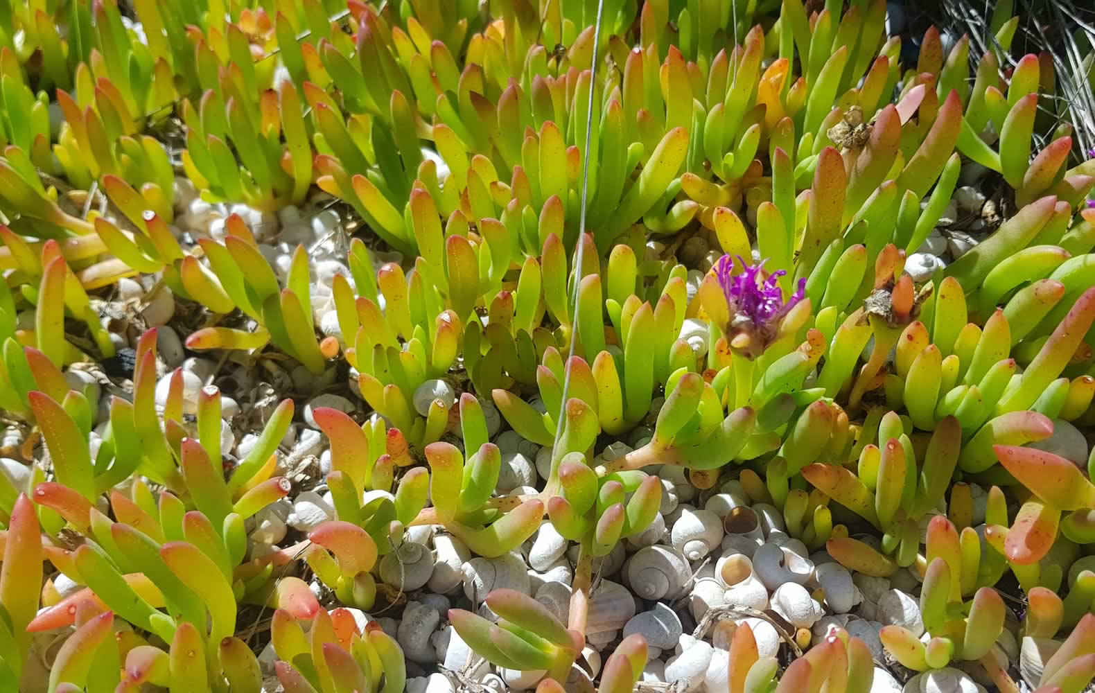 Pigface on the banks of the River Derwent. Photo: Inger Visby, Derwent Estuary Program.