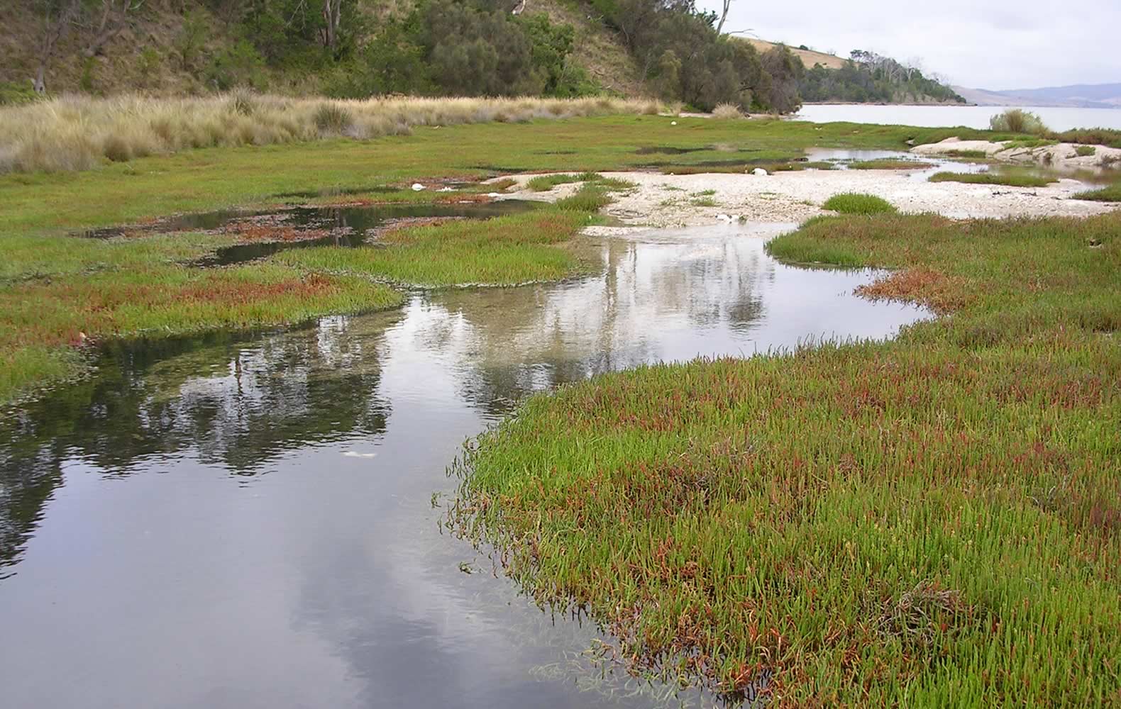 Saltmarsh. Photo: Derwent Estuary Program.