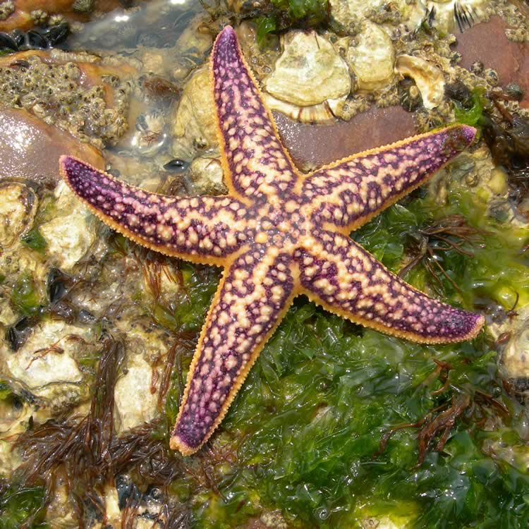 Northern Pacific seastar