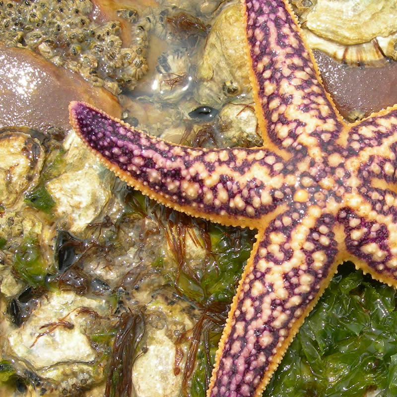Northern Pacific seastar, Asterias amurensis, dorsal view. Image: Public domain.