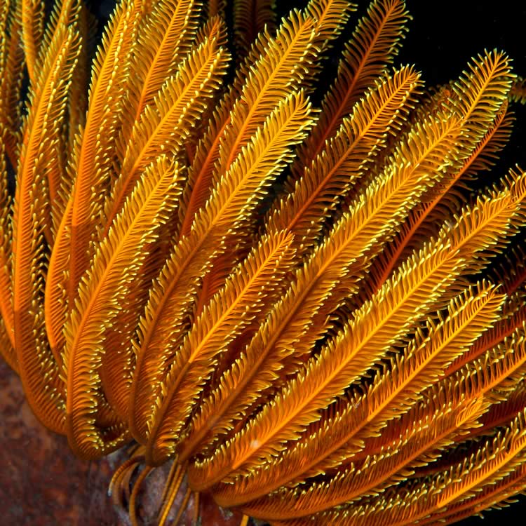 Orange feather star