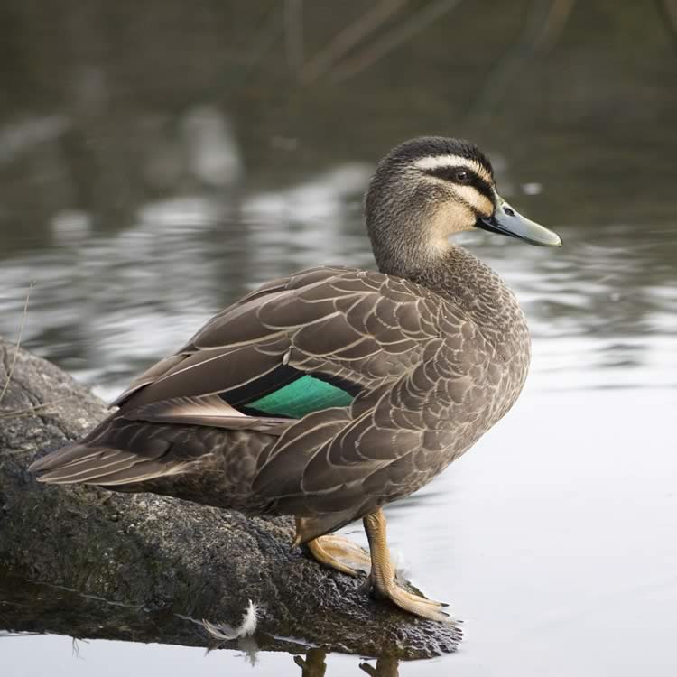 Pacific black duck