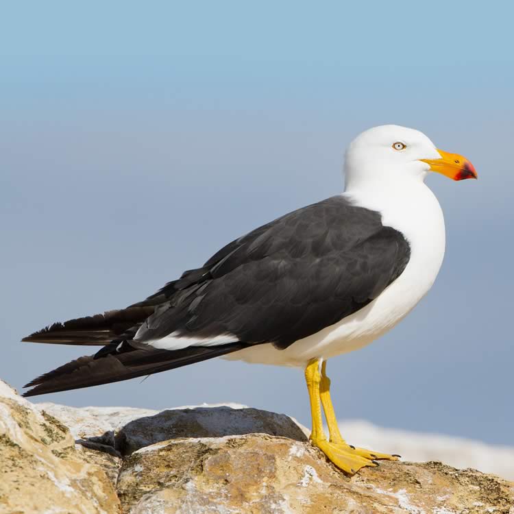 Pacific Gull (Larus pacificus), Derwent River Estuary, Tasmania, Australia.