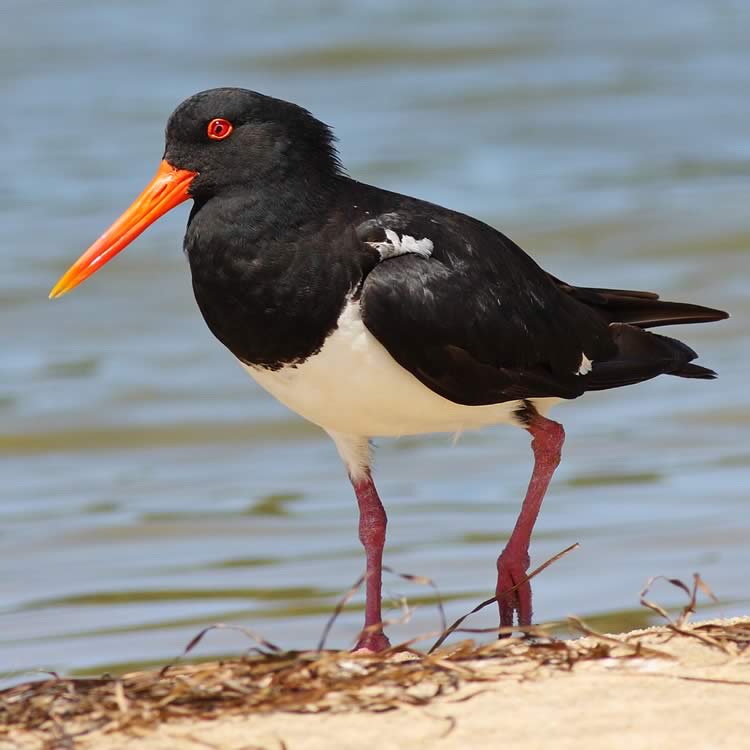 Pied oystercatcher