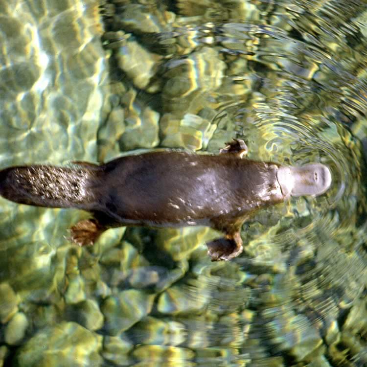 Platypus