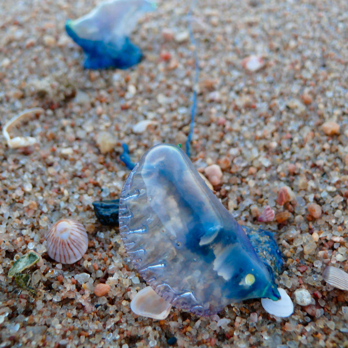 Bluebottle jellyfish. Photo: Robmania.