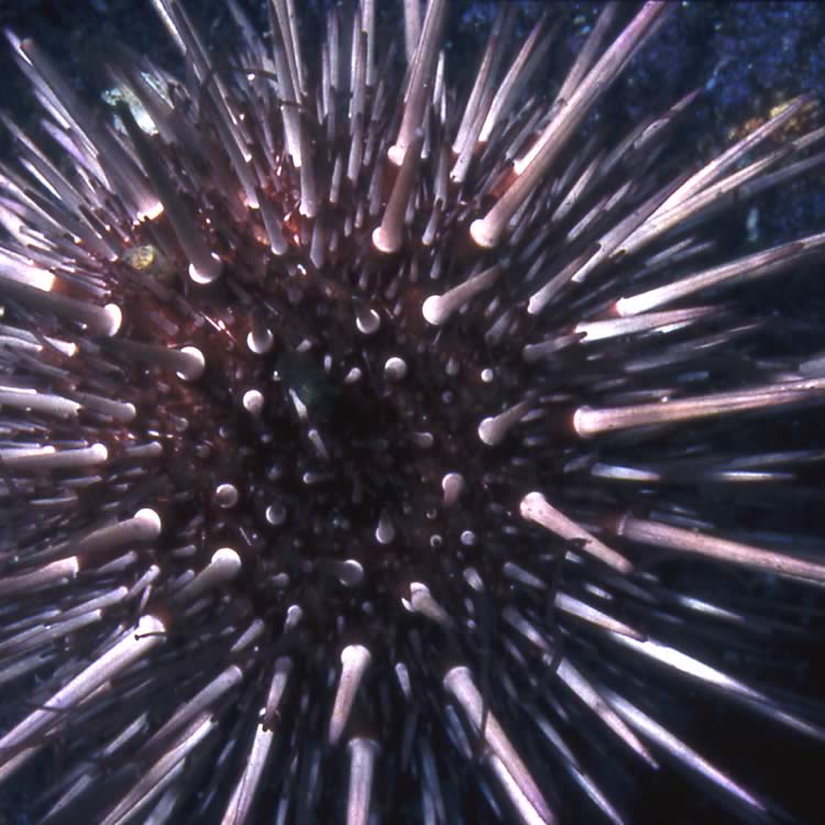 Purple urchin