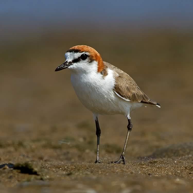 Red-capped plover