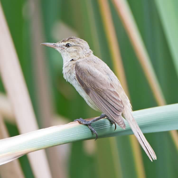 Reed warbler