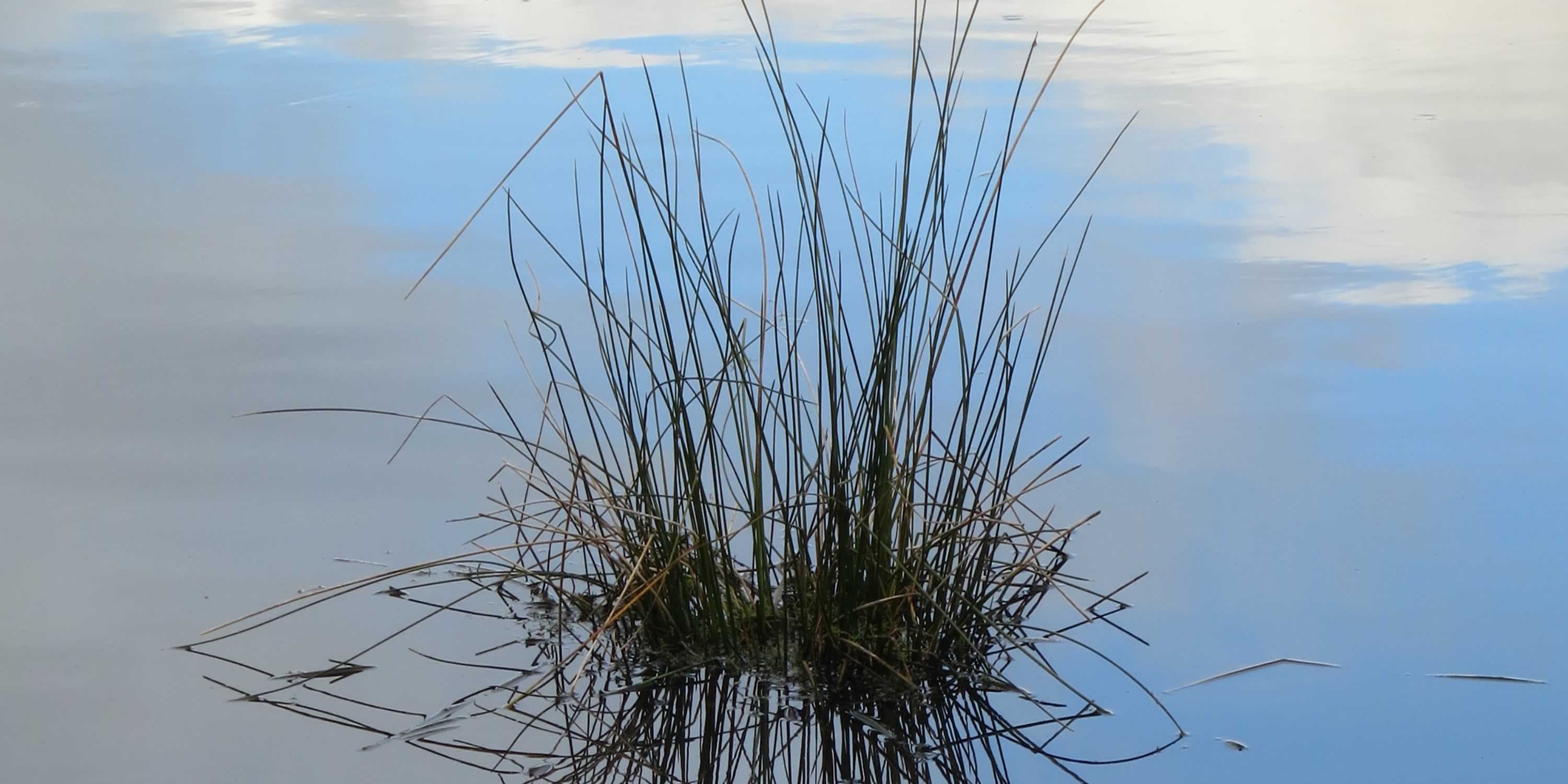 Sandy soft sediments and seagrass Derwent Estuary Program
