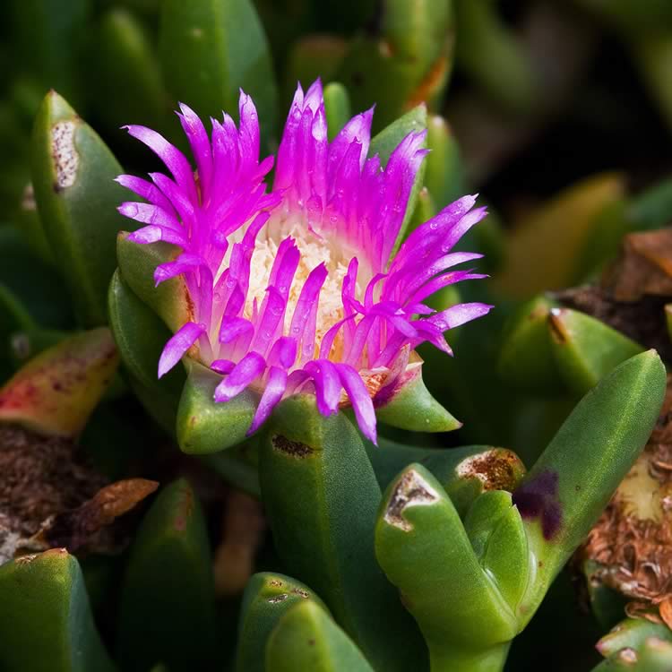 Round leafed pigface and native pigface.