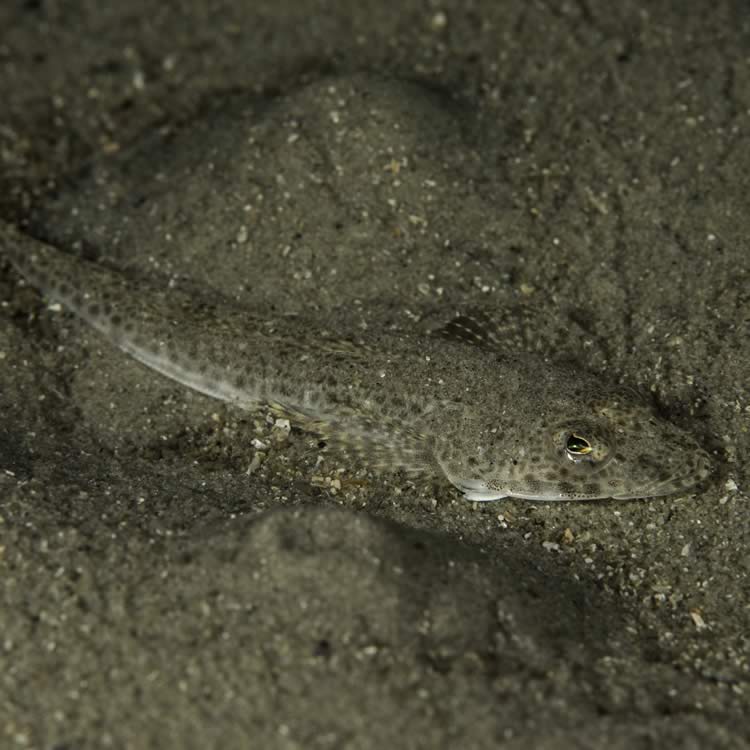 Southern Sand Flathead, Platycephalus bassensis. Jawbone Marine Sanctuary, Port Phillip, Victoria.