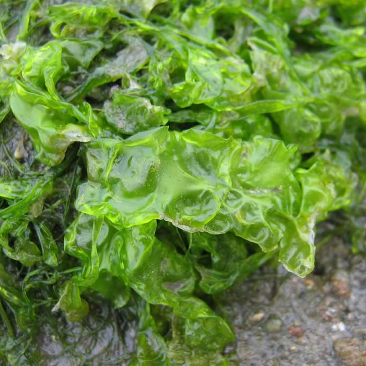 Sea lettuce