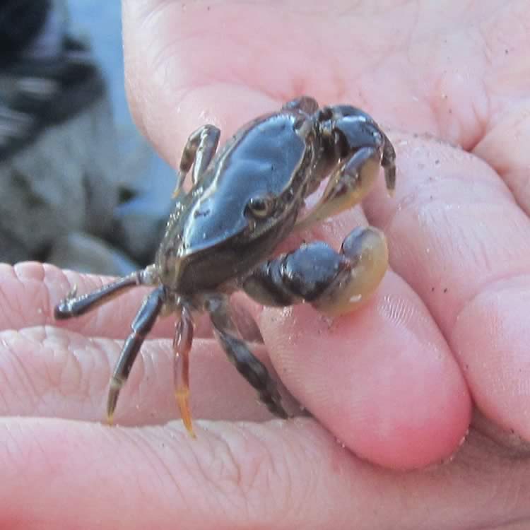 Shore crab