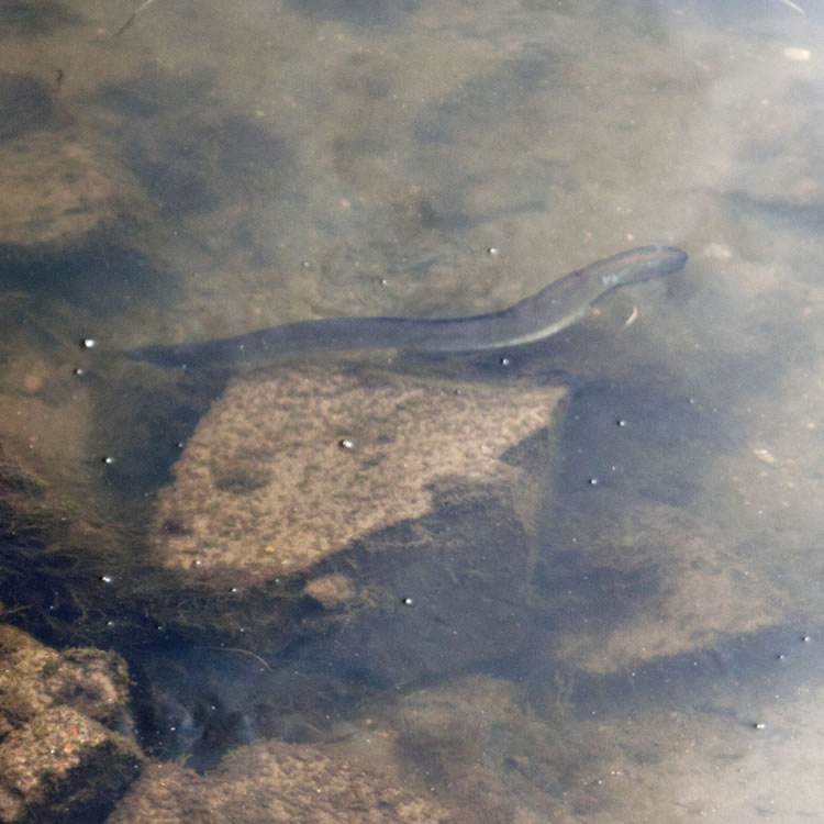 Short finned-eel