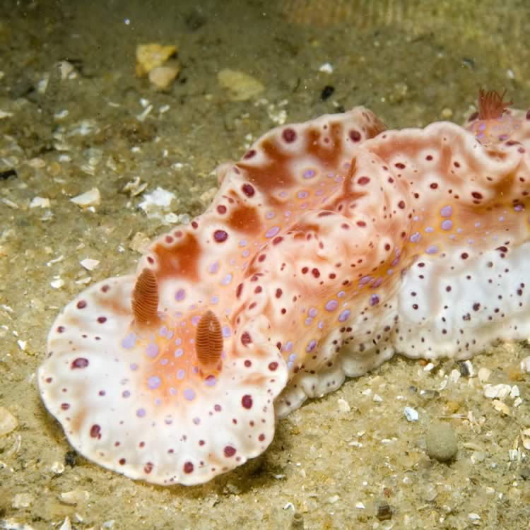 Short-tailed Sea Slug, Ceratosoma brevicaudatum, on sand.