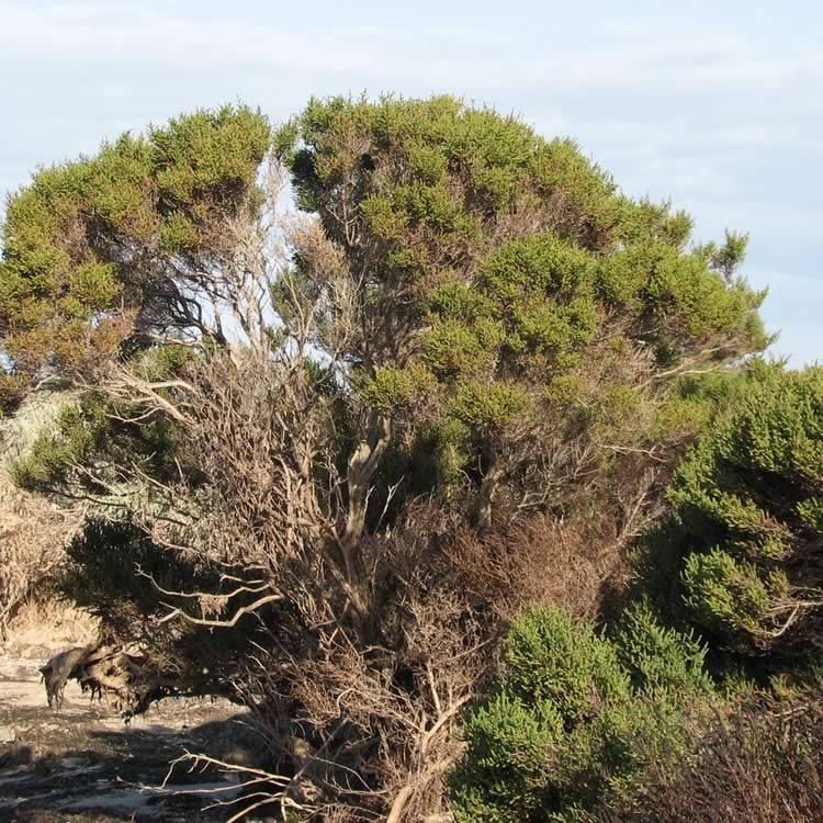 Shrubby glasswort