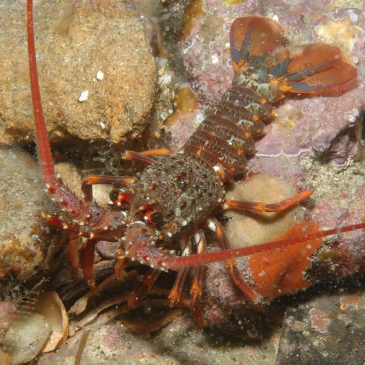 Southern rock lobster
