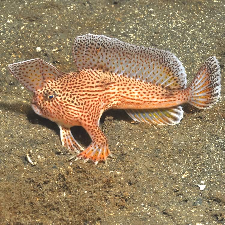 Spotted handfish