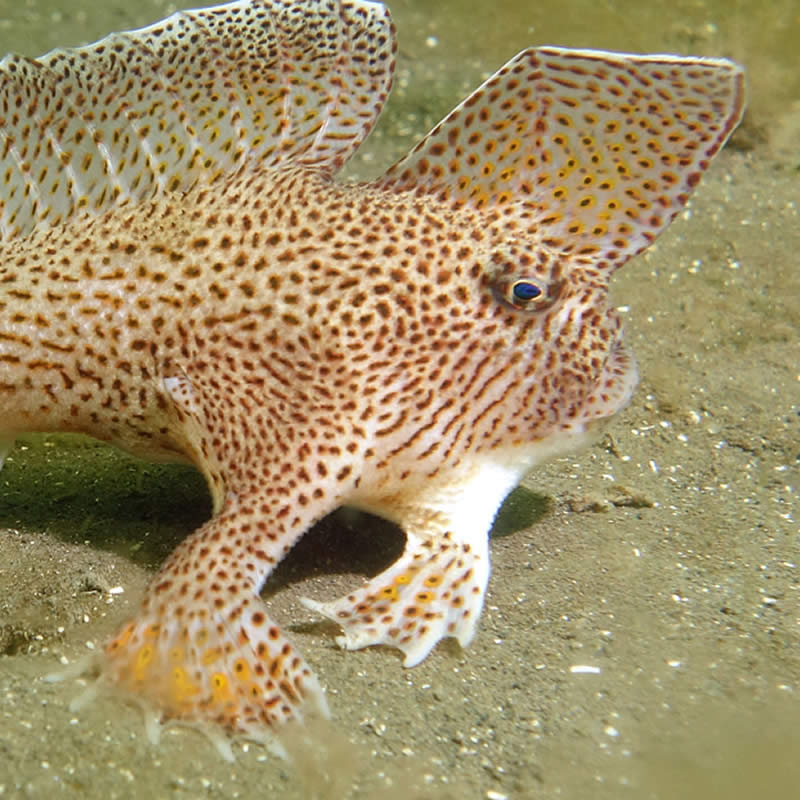 Spotted handfish. Image: Rick Stuart-Smith.