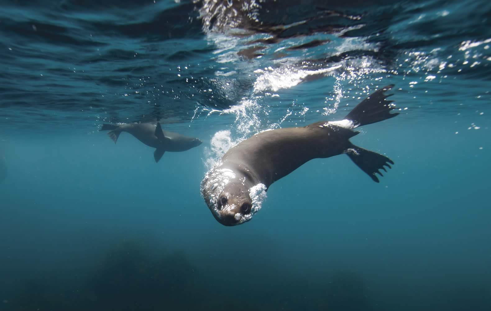 Australian Fur seal, Tasman National Park. Photo: Tourism Tasmania / Sean Scott.