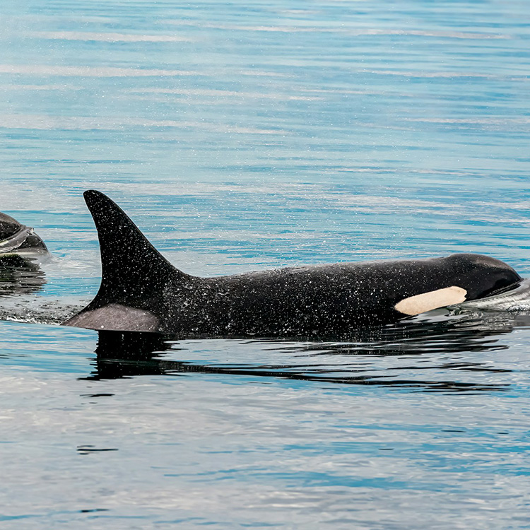 An orca swims in the ocean with most of their bodies visible above the water line (Image: Stephen Walker, 2022)