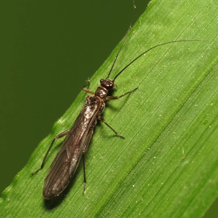 Stonefly