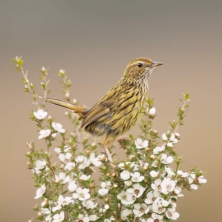 Striated field wren