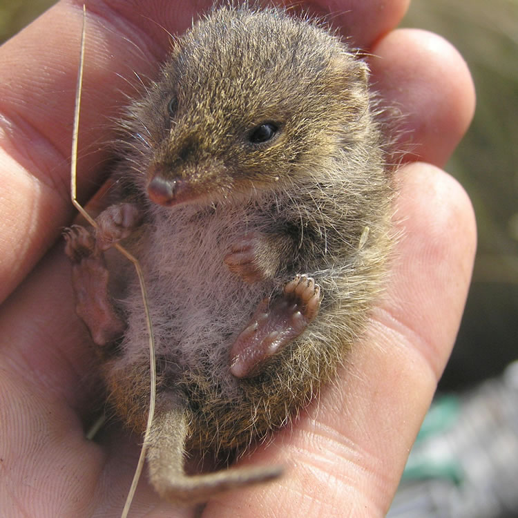 Swamp antechinus