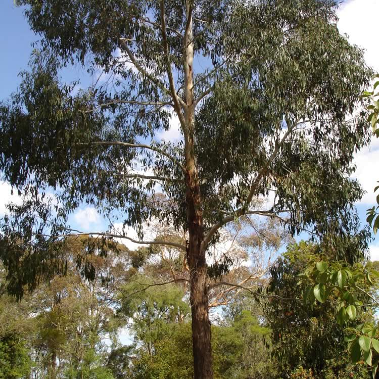 Swamp gum