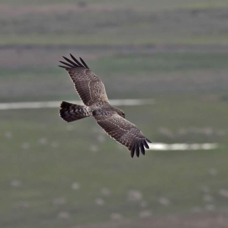 Swamp harrier